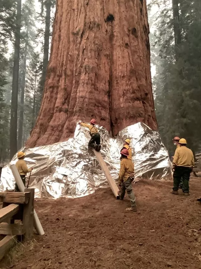 Firefighters wrap protective foil around the lower 10-15 feet of the General Sherman tree to protect against wildfire. Photo courtesy of the National Park Service.